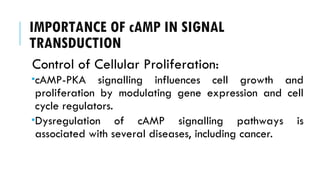 IMPORTANCE OF cAMP IN SIGNAL
TRANSDUCTION
Control of Cellular Proliferation:
cAMP-PKA signalling influences cell growth and
proliferation by modulating gene expression and cell
cycle regulators.
Dysregulation of cAMP signalling pathways is
associated with several diseases, including cancer.
 