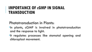IMPORTANCE OF cGMP IN SIGNAL
TRANSDUCTION
Phototransduction in Plants:
In plants, cGMP is involved in phototransduction
and the response to light.
It regulates processes like stomatal opening and
chloroplast movement.
 