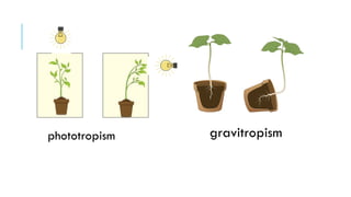 phototropism gravitropism
 