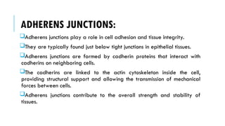 ADHERENS JUNCTIONS:
Adherens junctions play a role in cell adhesion and tissue integrity.
They are typically found just below tight junctions in epithelial tissues.
Adherens junctions are formed by cadherin proteins that interact with
cadherins on neighboring cells.
The cadherins are linked to the actin cytoskeleton inside the cell,
providing structural support and allowing the transmission of mechanical
forces between cells.
Adherens junctions contribute to the overall strength and stability of
tissues.
 