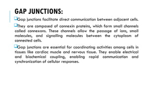 GAP JUNCTIONS:
Gap junctions facilitate direct communication between adjacent cells.
They are composed of connexin proteins, which form small channels
called connexons. These channels allow the passage of ions, small
molecules, and signalling molecules between the cytoplasm of
connected cells.
Gap junctions are essential for coordinating activities among cells in
tissues like cardiac muscle and nervous tissue. They enable electrical
and biochemical coupling, enabling rapid communication and
synchronization of cellular responses.
 