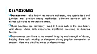 DESMOSOMES
Desmosomes, also known as macula adherens, are specialized cell
junctions that provide strong mechanical adhesion between cells in
tissues subjected to mechanical stress.
These junctions are commonly found in tissues such as the skin, heart,
and uterus, where cells experience significant stretching or shearing
forces.
Desmosomes contribute to the overall integrity and strength of tissues,
helping them resist tearing or disruption during physical movements or
stresses. Here are detailed notes on desmosomes:
 