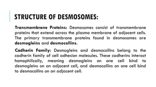 STRUCTURE OF DESMOSOMES:
Transmembrane Proteins: Desmosomes consist of transmembrane
proteins that extend across the plasma membrane of adjacent cells.
The primary transmembrane proteins found in desmosomes are
desmogleins and desmocollins.
Cadherin Family: Desmogleins and desmocollins belong to the
cadherin family of cell adhesion molecules. These cadherins interact
homophilically, meaning desmogleins on one cell bind to
desmogleins on an adjacent cell, and desmocollins on one cell bind
to desmocollins on an adjacent cell.
 