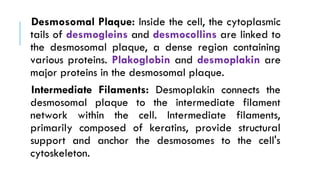 Desmosomal Plaque: Inside the cell, the cytoplasmic
tails of desmogleins and desmocollins are linked to
the desmosomal plaque, a dense region containing
various proteins. Plakoglobin and desmoplakin are
major proteins in the desmosomal plaque.
Intermediate Filaments: Desmoplakin connects the
desmosomal plaque to the intermediate filament
network within the cell. Intermediate filaments,
primarily composed of keratins, provide structural
support and anchor the desmosomes to the cell's
cytoskeleton.
 