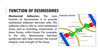 FUNCTION OF DESMOSOMES
Mechanical Adhesion: The main
function of desmosomes is to provide
mechanical adhesion between cells. This
adhesion allows cells to resist mechanical
stress, such as stretching, compression, or
shear forces, within tissues. For example,
in the skin, desmosomes between
epidermal cells help maintain the overall
integrity and strength of the tissue.
 