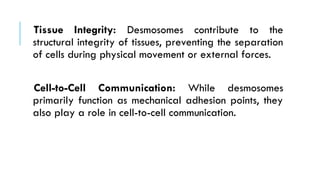 Tissue Integrity: Desmosomes contribute to the
structural integrity of tissues, preventing the separation
of cells during physical movement or external forces.
Cell-to-Cell Communication: While desmosomes
primarily function as mechanical adhesion points, they
also play a role in cell-to-cell communication.
 