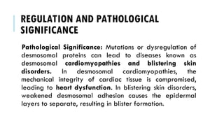 REGULATION AND PATHOLOGICAL
SIGNIFICANCE
Pathological Significance: Mutations or dysregulation of
desmosomal proteins can lead to diseases known as
desmosomal cardiomyopathies and blistering skin
disorders. In desmosomal cardiomyopathies, the
mechanical integrity of cardiac tissue is compromised,
leading to heart dysfunction. In blistering skin disorders,
weakened desmosomal adhesion causes the epidermal
layers to separate, resulting in blister formation.
 