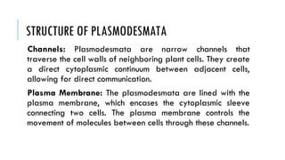 STRUCTURE OF PLASMODESMATA
Channels: Plasmodesmata are narrow channels that
traverse the cell walls of neighboring plant cells. They create
a direct cytoplasmic continuum between adjacent cells,
allowing for direct communication.
Plasma Membrane: The plasmodesmata are lined with the
plasma membrane, which encases the cytoplasmic sleeve
connecting two cells. The plasma membrane controls the
movement of molecules between cells through these channels.
 