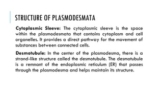 STRUCTURE OF PLASMODESMATA
Cytoplasmic Sleeve: The cytoplasmic sleeve is the space
within the plasmodesmata that contains cytoplasm and cell
organelles. It provides a direct pathway for the movement of
substances between connected cells.
Desmotubule: In the center of the plasmodesma, there is a
strand-like structure called the desmotubule. The desmotubule
is a remnant of the endoplasmic reticulum (ER) that passes
through the plasmodesma and helps maintain its structure.
 
