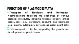 FUNCTION OF PLASMODESMATA
Transport of Nutrients and Hormones:
Plasmodesmata facilitate the exchange of various
essential molecules, including nutrients (sugars, amino
acids), ions (e.g., potassium, calcium), and hormones
(e.g., auxins, cytokinins), between adjacent plant cells.
This transport is vital for supporting the growth and
development of plant tissues.
 