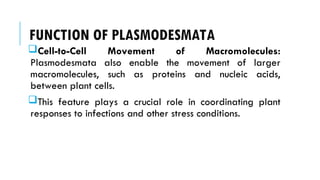 FUNCTION OF PLASMODESMATA
Cell-to-Cell Movement of Macromolecules:
Plasmodesmata also enable the movement of larger
macromolecules, such as proteins and nucleic acids,
between plant cells.
This feature plays a crucial role in coordinating plant
responses to infections and other stress conditions.
 