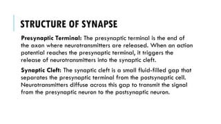 STRUCTURE OF SYNAPSE
Presynaptic Terminal: The presynaptic terminal is the end of
the axon where neurotransmitters are released. When an action
potential reaches the presynaptic terminal, it triggers the
release of neurotransmitters into the synaptic cleft.
Synaptic Cleft: The synaptic cleft is a small fluid-filled gap that
separates the presynaptic terminal from the postsynaptic cell.
Neurotransmitters diffuse across this gap to transmit the signal
from the presynaptic neuron to the postsynaptic neuron.
 