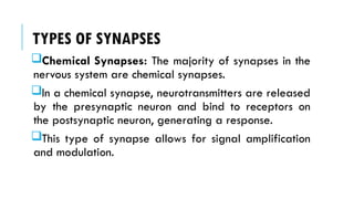 TYPES OF SYNAPSES
Chemical Synapses: The majority of synapses in the
nervous system are chemical synapses.
In a chemical synapse, neurotransmitters are released
by the presynaptic neuron and bind to receptors on
the postsynaptic neuron, generating a response.
This type of synapse allows for signal amplification
and modulation.
 