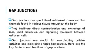 GAP JUNCTIONS
Gap junctions are specialized cell-to-cell communication
channels found in various tissues throughout the body.
They facilitate direct communication and exchange of
ions, small molecules, and signalling molecules between
adjacent cells.
Gap junctions are crucial for coordinating cellular
activities and maintaining tissue homeostasis. Here are the
key features and functions of gap junctions:
 