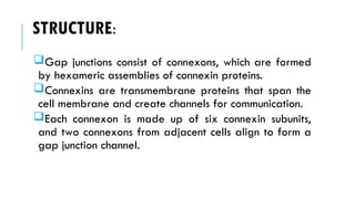 STRUCTURE:
Gap junctions consist of connexons, which are formed
by hexameric assemblies of connexin proteins.
Connexins are transmembrane proteins that span the
cell membrane and create channels for communication.
Each connexon is made up of six connexin subunits,
and two connexons from adjacent cells align to form a
gap junction channel.
 