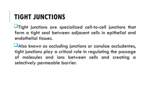TIGHT JUNCTIONS
Tight junctions are specialized cell-to-cell junctions that
form a tight seal between adjacent cells in epithelial and
endothelial tissues.
Also known as occluding junctions or zonulae occludentes,
tight junctions play a critical role in regulating the passage
of molecules and ions between cells and creating a
selectively permeable barrier.
 