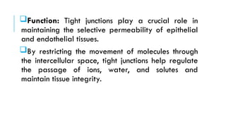 Function: Tight junctions play a crucial role in
maintaining the selective permeability of epithelial
and endothelial tissues.
By restricting the movement of molecules through
the intercellular space, tight junctions help regulate
the passage of ions, water, and solutes and
maintain tissue integrity.
 