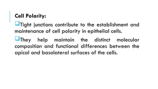 Cell Polarity:
Tight junctions contribute to the establishment and
maintenance of cell polarity in epithelial cells.
They help maintain the distinct molecular
composition and functional differences between the
apical and basolateral surfaces of the cells.
 
