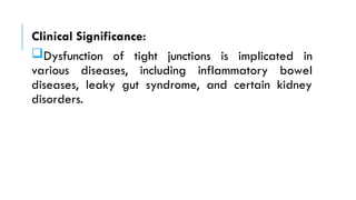 Clinical Significance:
Dysfunction of tight junctions is implicated in
various diseases, including inflammatory bowel
diseases, leaky gut syndrome, and certain kidney
disorders.
 