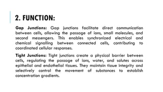 2. FUNCTION:
Gap Junctions: Gap junctions facilitate direct communication
between cells, allowing the passage of ions, small molecules, and
second messengers. This enables synchronized electrical and
chemical signalling between connected cells, contributing to
coordinated cellular responses.
Tight Junctions: Tight junctions create a physical barrier between
cells, regulating the passage of ions, water, and solutes across
epithelial and endothelial tissues. They maintain tissue integrity and
selectively control the movement of substances to establish
concentration gradients.
 