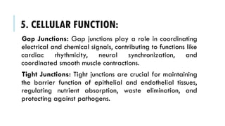 5. CELLULAR FUNCTION:
Gap Junctions: Gap junctions play a role in coordinating
electrical and chemical signals, contributing to functions like
cardiac rhythmicity, neural synchronization, and
coordinated smooth muscle contractions.
Tight Junctions: Tight junctions are crucial for maintaining
the barrier function of epithelial and endothelial tissues,
regulating nutrient absorption, waste elimination, and
protecting against pathogens.
 