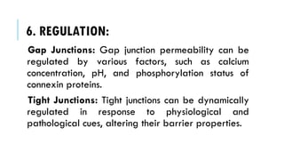 6. REGULATION:
Gap Junctions: Gap junction permeability can be
regulated by various factors, such as calcium
concentration, pH, and phosphorylation status of
connexin proteins.
Tight Junctions: Tight junctions can be dynamically
regulated in response to physiological and
pathological cues, altering their barrier properties.
 