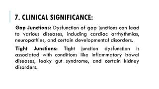 7. CLINICAL SIGNIFICANCE:
Gap Junctions: Dysfunction of gap junctions can lead
to various diseases, including cardiac arrhythmias,
neuropathies, and certain developmental disorders.
Tight Junctions: Tight junction dysfunction is
associated with conditions like inflammatory bowel
diseases, leaky gut syndrome, and certain kidney
disorders.
 