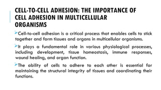 CELL-TO-CELL ADHESION: THE IMPORTANCE OF
CELL ADHESION IN MULTICELLULAR
ORGANISMS
Cell-to-cell adhesion is a critical process that enables cells to stick
together and form tissues and organs in multicellular organisms.
It plays a fundamental role in various physiological processes,
including development, tissue homeostasis, immune responses,
wound healing, and organ function.
The ability of cells to adhere to each other is essential for
maintaining the structural integrity of tissues and coordinating their
functions.
 