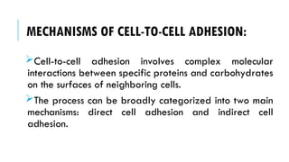 MECHANISMS OF CELL-TO-CELL ADHESION:
Cell-to-cell adhesion involves complex molecular
interactions between specific proteins and carbohydrates
on the surfaces of neighboring cells.
The process can be broadly categorized into two main
mechanisms: direct cell adhesion and indirect cell
adhesion.
 