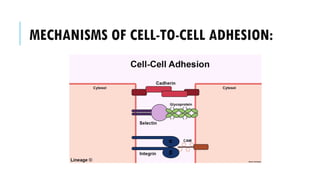 MECHANISMS OF CELL-TO-CELL ADHESION:
 
