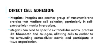 DIRECT CELL ADHESION:
Integrins: Integrins are another group of transmembrane
proteins that mediate cell adhesion, particularly in cell-
extracellular matrix interactions.
Integrins can bind to specific extracellular matrix proteins
like fibronectin and collagen, allowing cells to anchor to
the surrounding extracellular matrix and participate in
tissue organization.
 