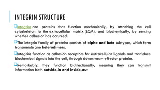 INTEGRIN STRUCTURE
Integrins are proteins that function mechanically, by attaching the cell
cytoskeleton to the extracellular matrix (ECM), and biochemically, by sensing
whether adhesion has occurred.
The integrin family of proteins consists of alpha and beta subtypes, which form
transmembrane heterodimers.
Integrins function as adhesion receptors for extracellular ligands and transduce
biochemical signals into the cell, through downstream effector proteins.
Remarkably, they function bidirectionally, meaning they can transmit
information both outside-in and inside-out
 