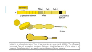 Integrin α subunit domains: Top: Linear domain arrangement. Middle: The globular
structure formed by protein domains. Bottom: simplified version of the integrin α
subunit. The αI domain is present in some subtypes of the α subunit.
EF-hand
 