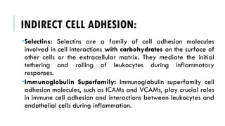 INDIRECT CELL ADHESION:
Selectins: Selectins are a family of cell adhesion molecules
involved in cell interactions with carbohydrates on the surface of
other cells or the extracellular matrix. They mediate the initial
tethering and rolling of leukocytes during inflammatory
responses.
Immunoglobulin Superfamily: Immunoglobulin superfamily cell
adhesion molecules, such as ICAMs and VCAMs, play crucial roles
in immune cell adhesion and interactions between leukocytes and
endothelial cells during inflammation.
 