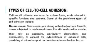 TYPES OF CELL-TO-CELL ADHESION:
Cell-to-cell adhesion can occur in various forms, each tailored to
specific functions and contexts. Some of the prominent types of
cell adhesion include:
Desmosomes: Desmosomes are strong adhesion junctions found in
tissues subjected to mechanical stress, like skin and cardiac muscle.
They rely on cadherins, particularly desmogleins and
desmocollins, to connect the cytoskeletons of adjacent cells,
providing structural support and resistance to mechanical forces.
 