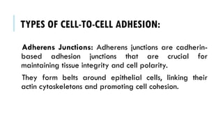TYPES OF CELL-TO-CELL ADHESION:
Adherens Junctions: Adherens junctions are cadherin-
based adhesion junctions that are crucial for
maintaining tissue integrity and cell polarity.
They form belts around epithelial cells, linking their
actin cytoskeletons and promoting cell cohesion.
 