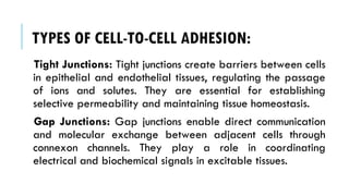 TYPES OF CELL-TO-CELL ADHESION:
Tight Junctions: Tight junctions create barriers between cells
in epithelial and endothelial tissues, regulating the passage
of ions and solutes. They are essential for establishing
selective permeability and maintaining tissue homeostasis.
Gap Junctions: Gap junctions enable direct communication
and molecular exchange between adjacent cells through
connexon channels. They play a role in coordinating
electrical and biochemical signals in excitable tissues.
 
