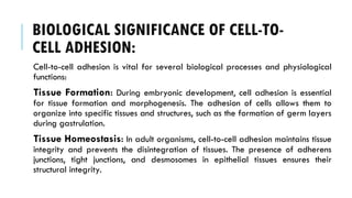 BIOLOGICAL SIGNIFICANCE OF CELL-TO-
CELL ADHESION:
Cell-to-cell adhesion is vital for several biological processes and physiological
functions:
Tissue Formation: During embryonic development, cell adhesion is essential
for tissue formation and morphogenesis. The adhesion of cells allows them to
organize into specific tissues and structures, such as the formation of germ layers
during gastrulation.
Tissue Homeostasis: In adult organisms, cell-to-cell adhesion maintains tissue
integrity and prevents the disintegration of tissues. The presence of adherens
junctions, tight junctions, and desmosomes in epithelial tissues ensures their
structural integrity.
 