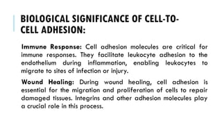 BIOLOGICAL SIGNIFICANCE OF CELL-TO-
CELL ADHESION:
Immune Response: Cell adhesion molecules are critical for
immune responses. They facilitate leukocyte adhesion to the
endothelium during inflammation, enabling leukocytes to
migrate to sites of infection or injury.
Wound Healing: During wound healing, cell adhesion is
essential for the migration and proliferation of cells to repair
damaged tissues. Integrins and other adhesion molecules play
a crucial role in this process.
 