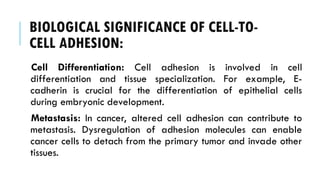 BIOLOGICAL SIGNIFICANCE OF CELL-TO-
CELL ADHESION:
Cell Differentiation: Cell adhesion is involved in cell
differentiation and tissue specialization. For example, E-
cadherin is crucial for the differentiation of epithelial cells
during embryonic development.
Metastasis: In cancer, altered cell adhesion can contribute to
metastasis. Dysregulation of adhesion molecules can enable
cancer cells to detach from the primary tumor and invade other
tissues.
 