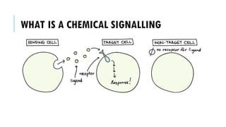 WHAT IS A CHEMICAL SIGNALLING
 