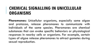 CHEMICAL SIGNALLING IN UNICELLULAR
ORGANISMS
Pheromones: Unicellular organisms, especially some algae
and protozoa, release pheromones to communicate with
individuals of the same species. Pheromones are chemical
substances that can evoke specific behaviors or physiological
responses in nearby cells or organisms. For example, certain
types of algae release pheromones to attract gametes during
sexual reproduction.
 