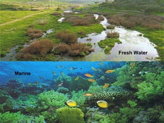 Marine Fresh Water