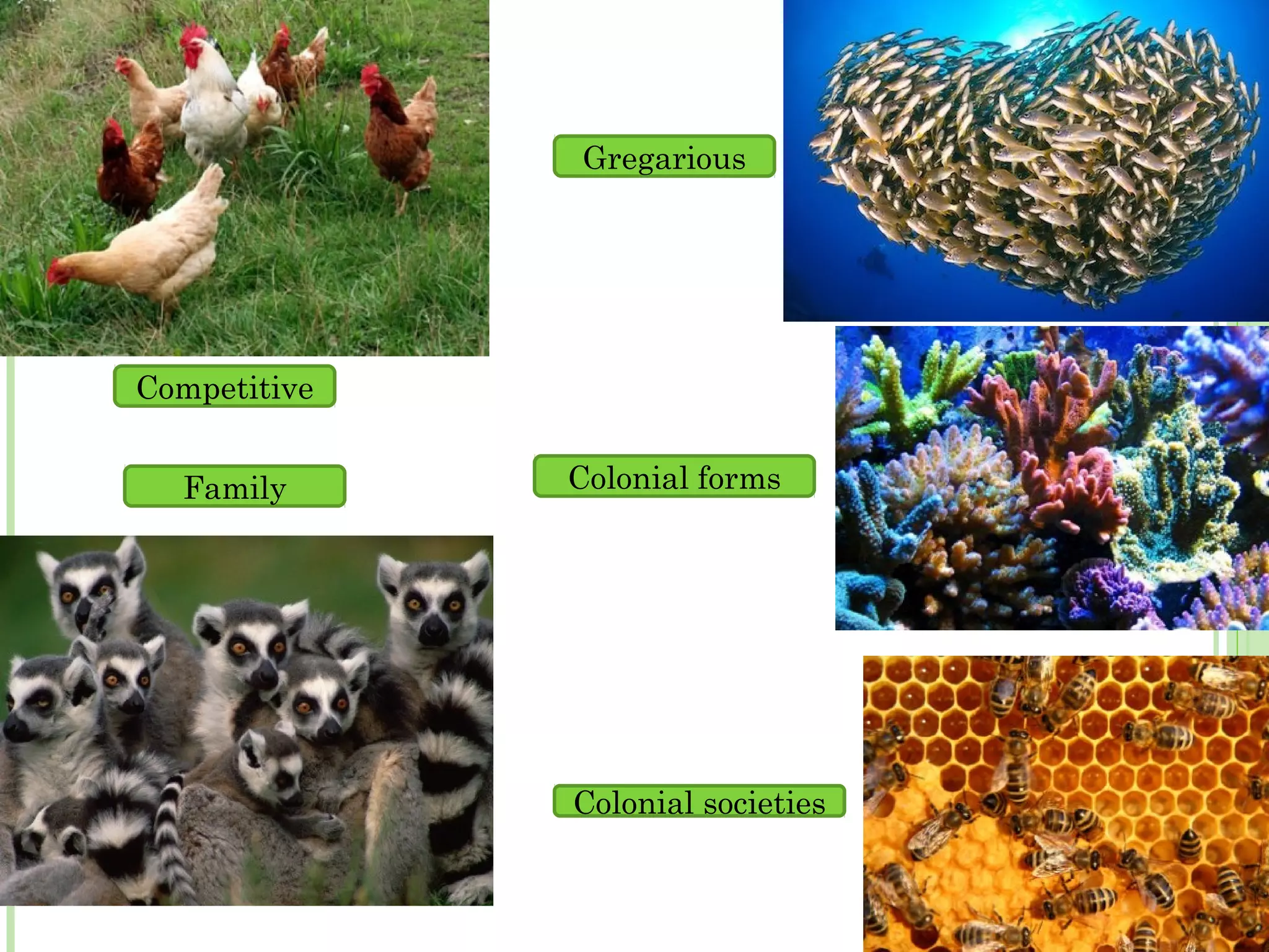 Competitive
Family
Gregarious
Colonial forms
Colonial societies
 