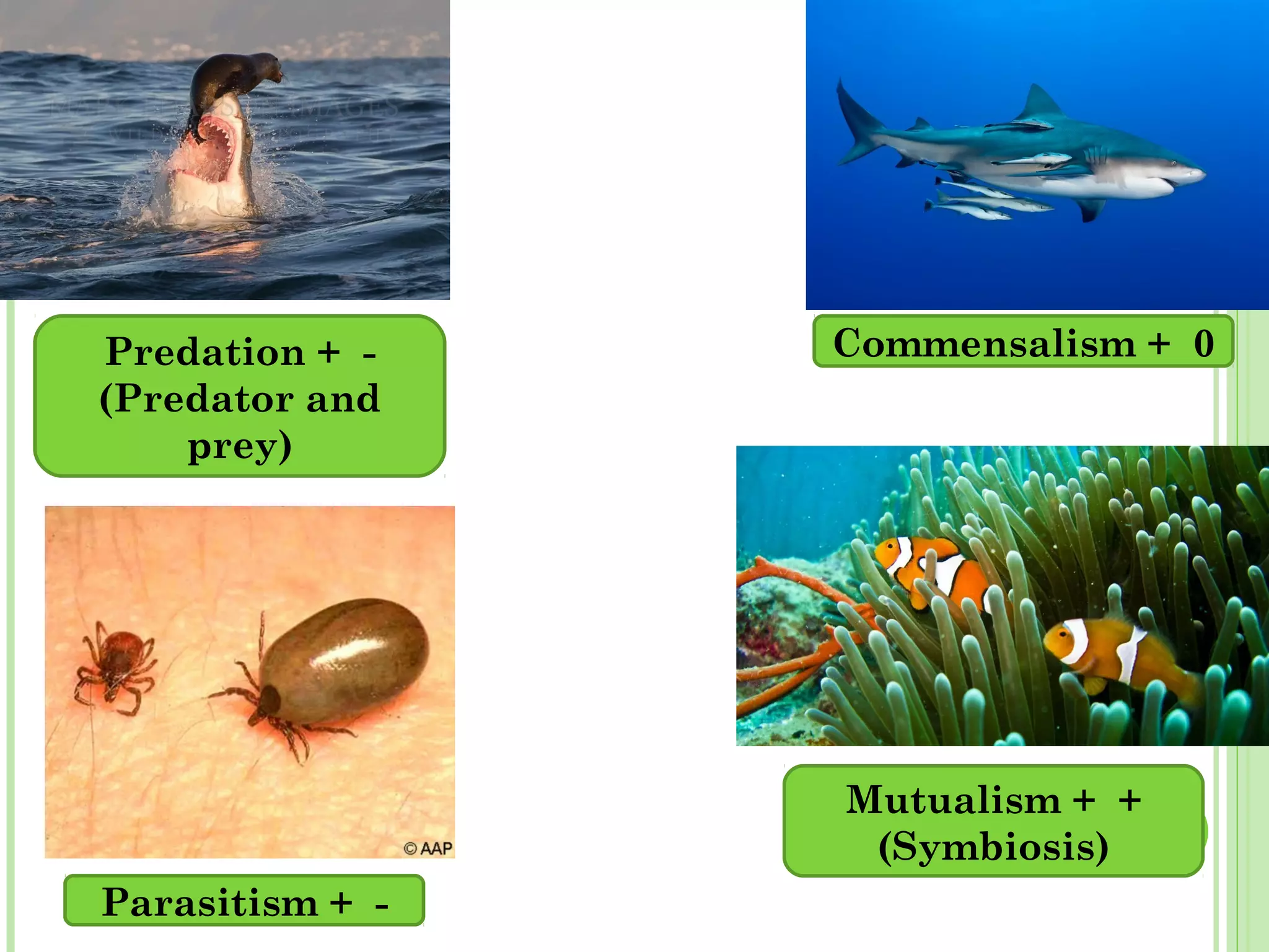 Predation + -
(Predator and
prey)
Parasitism + -
Commensalism + 0
Mutualism + +
(Symbiosis)
 