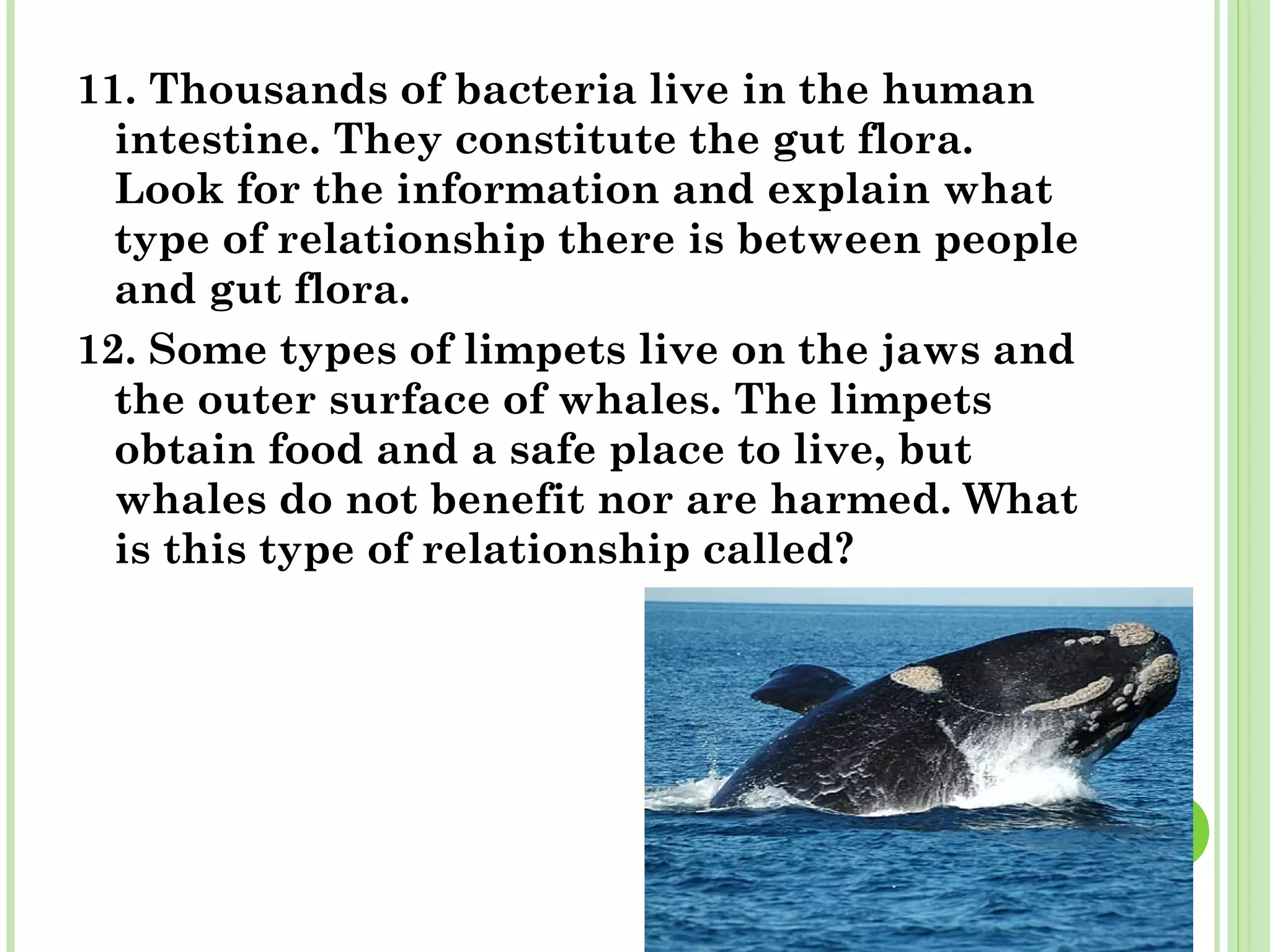 11. Thousands of bacteria live in the human
intestine. They constitute the gut flora.
Look for the information and explain what
type of relationship there is between people
and gut flora.
12. Some types of limpets live on the jaws and
the outer surface of whales. The limpets
obtain food and a safe place to live, but
whales do not benefit nor are harmed. What
is this type of relationship called?
 