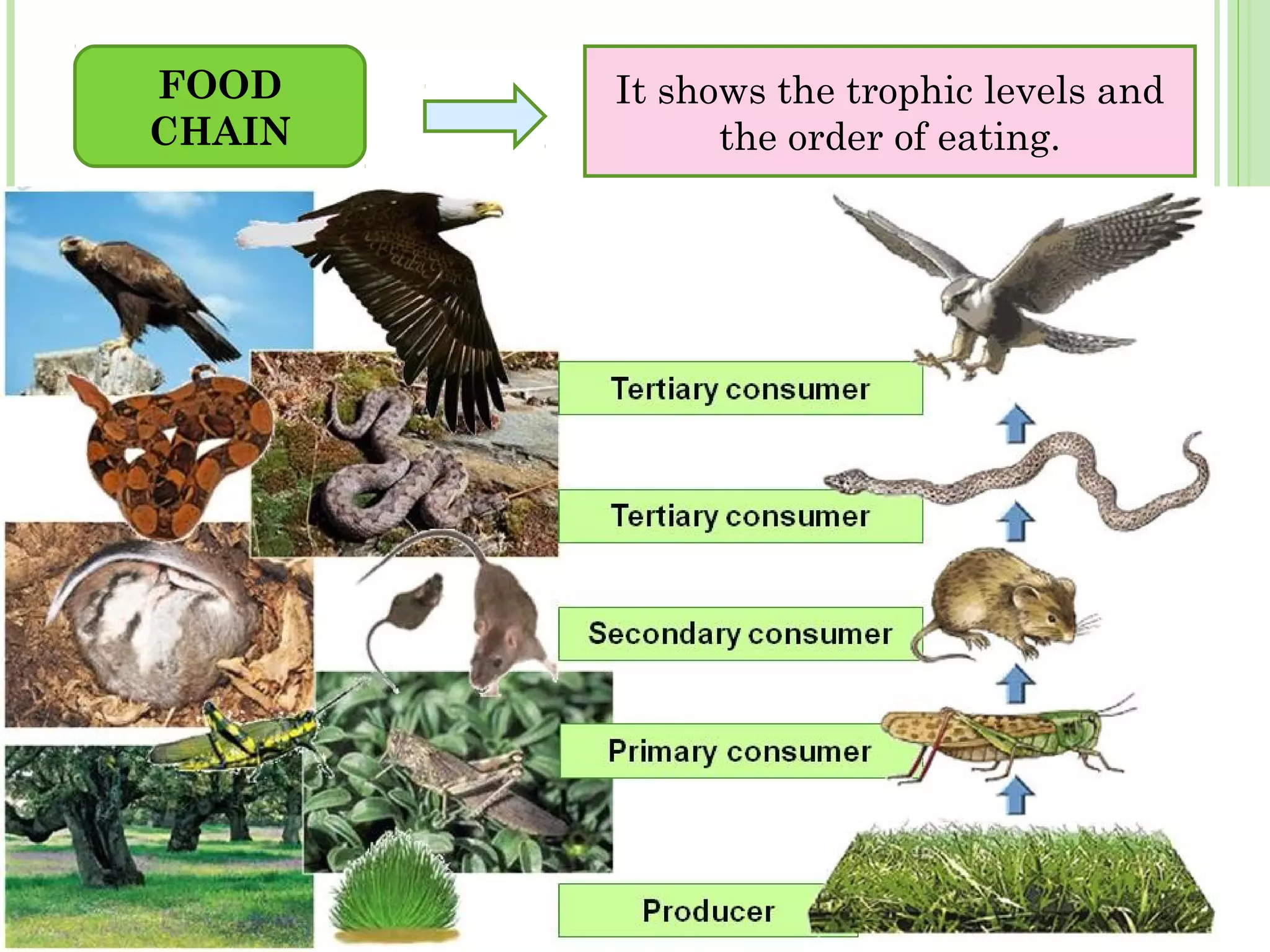 FOOD
CHAIN
It shows the trophic levels and
the order of eating.
 