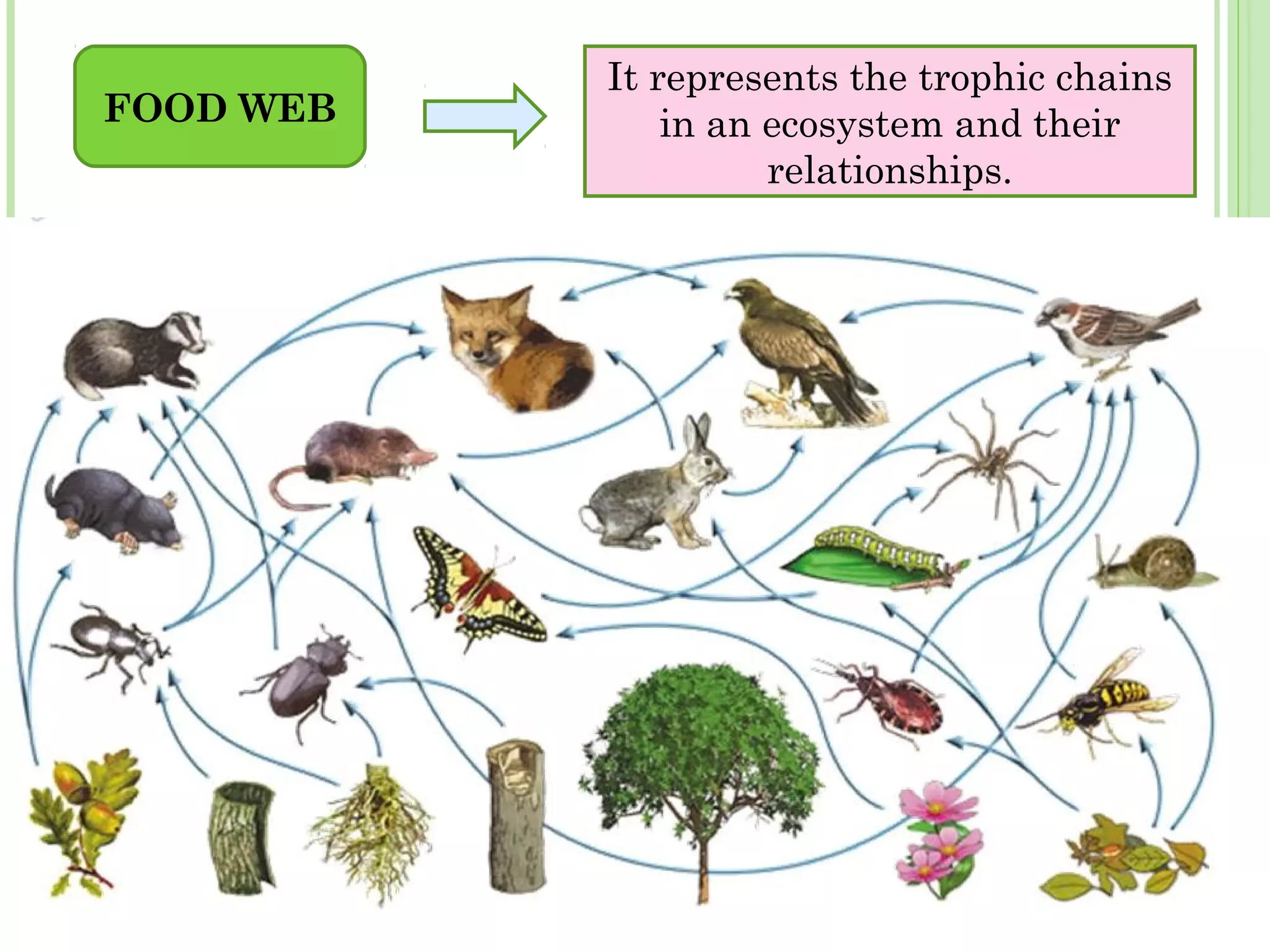 FOOD WEB
It represents the trophic chains
in an ecosystem and their
relationships.
 