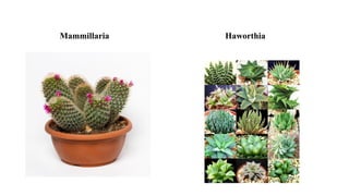 Mammillaria Haworthia
 