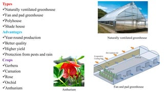 Types
Naturally ventilated greenhouse
Fan and pad greenhouse
Polyhouse
Shade house
Advantages
Year-round production
Better quality
Higher yield
Protection from pests and rain
Crops
Gerbera
Carnation
Rose
Orchid
Anthurium
Naturally ventilated greenhouse
Fan and pad greenhouse
Anthurium
 